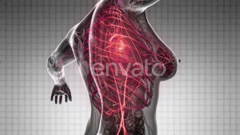 Human Body with Glow Blood Vessels - Download Videohive 21843014