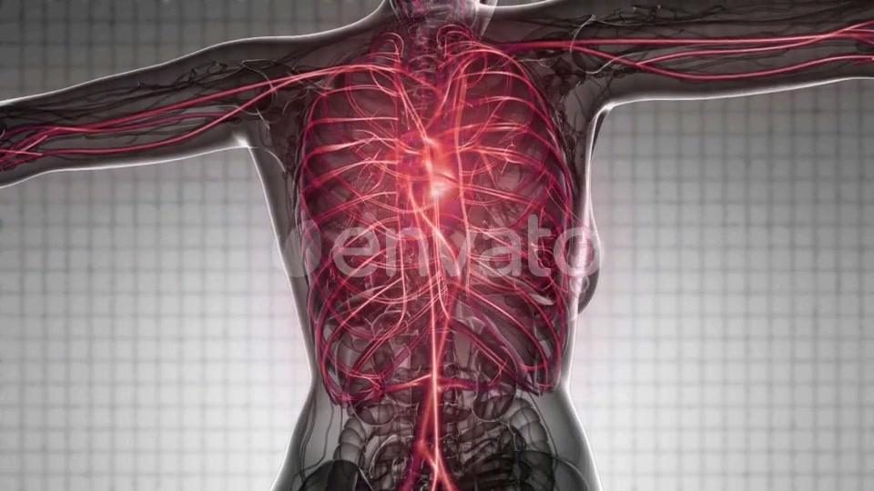 Human Body with Glow Blood Vessels - Download Videohive 21843014