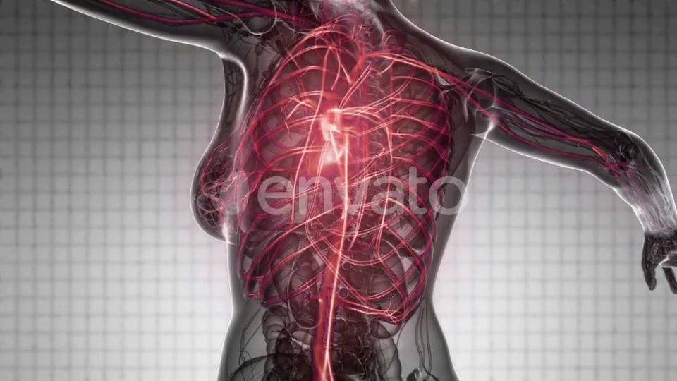 Human Body with Glow Blood Vessels - Download Videohive 21843014
