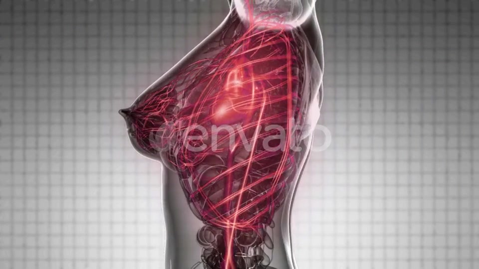 Human Body with Glow Blood Vessels - Download Videohive 21843014