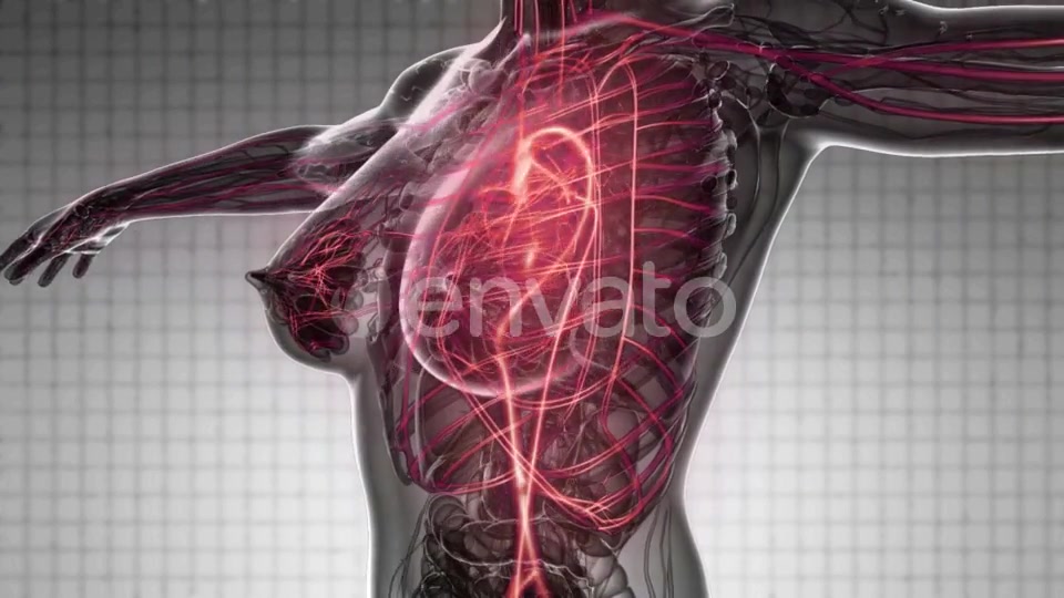 Human Body with Glow Blood Vessels - Download Videohive 21843014