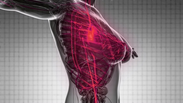 Human Body with Glow Blood Vessels - Download Videohive 21843014