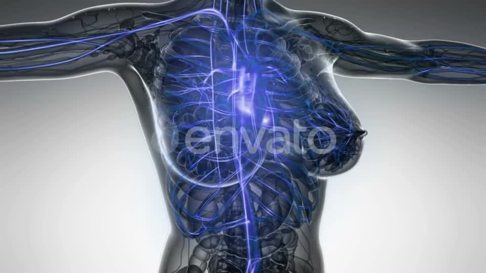 Human Body with Glow Blood Vessels - Download Videohive 21843543