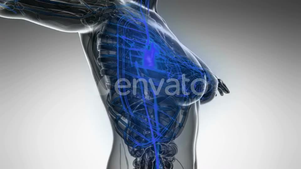 Human Body with Glow Blood Vessels - Download Videohive 21843543