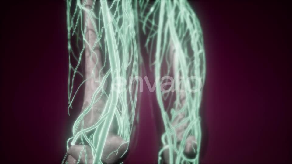 Human Body with Glow Blood Vessels - Download Videohive 21915406