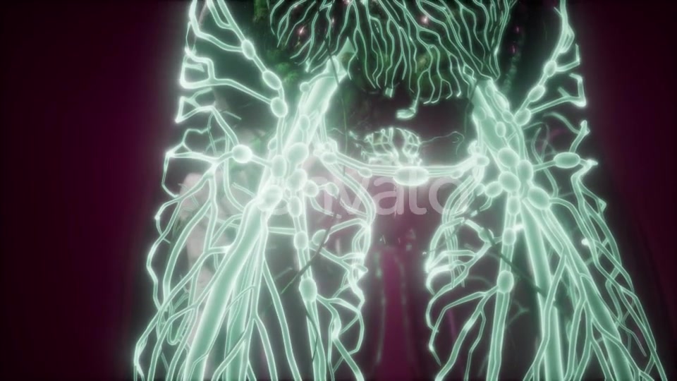 Human Body with Glow Blood Vessels - Download Videohive 21915406