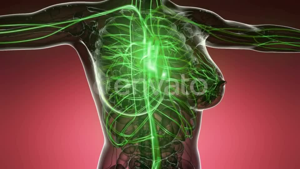 Human Body with Glow Blood Vessels - Download Videohive 21915408