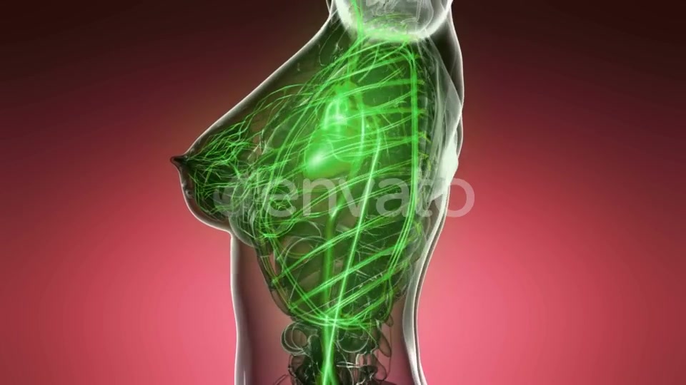 Human Body with Glow Blood Vessels - Download Videohive 21915408
