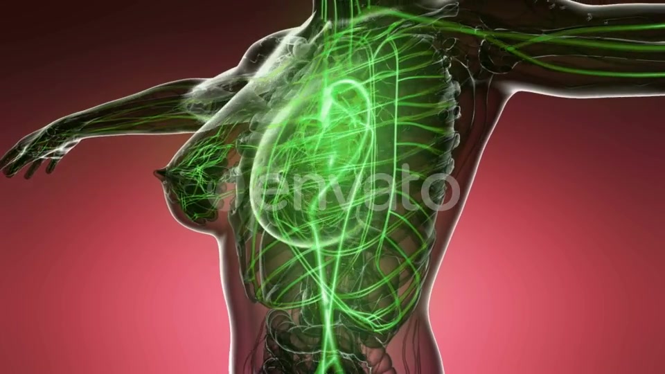 Human Body with Glow Blood Vessels - Download Videohive 21915408