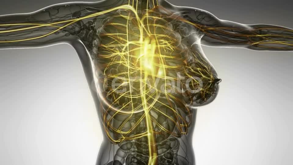 Human Body with Glow Blood Vessels - Download Videohive 22008023