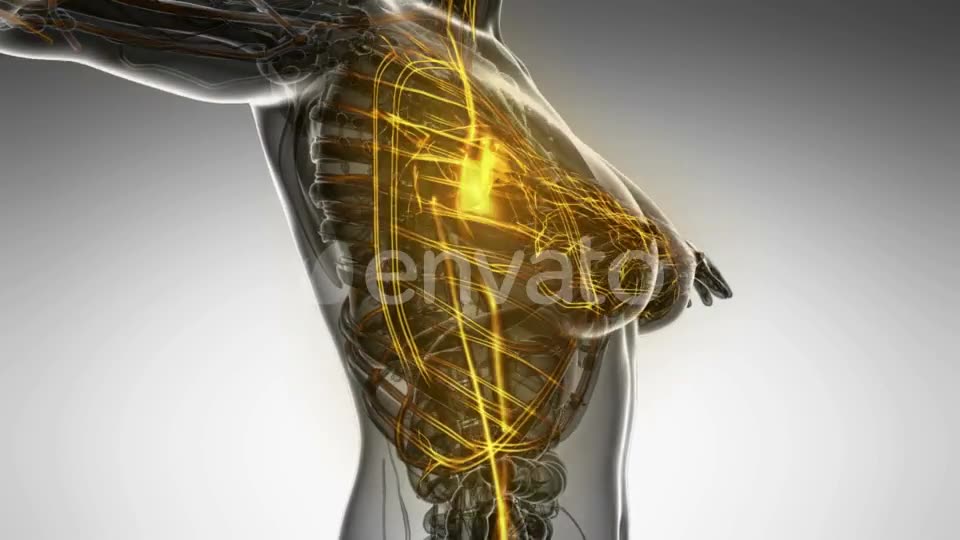 Human Body with Glow Blood Vessels - Download Videohive 22008023