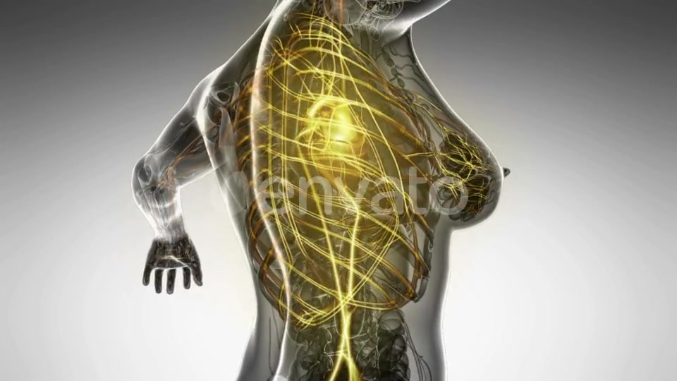 Human Body with Glow Blood Vessels - Download Videohive 22008023