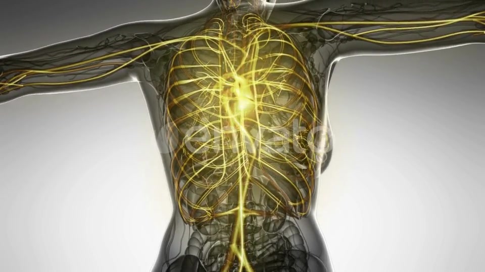 Human Body with Glow Blood Vessels - Download Videohive 22008023