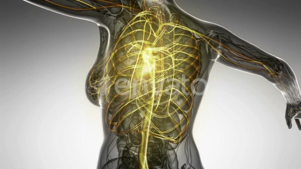 Human Body with Glow Blood Vessels - Download Videohive 22008023