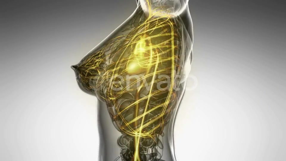 Human Body with Glow Blood Vessels - Download Videohive 22008023