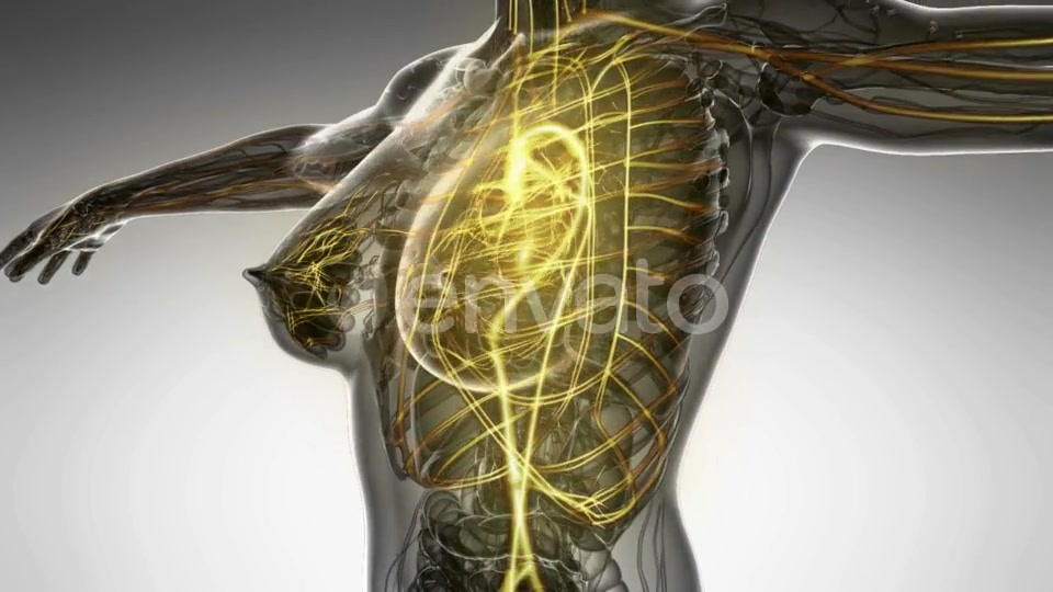 Human Body with Glow Blood Vessels - Download Videohive 22008023