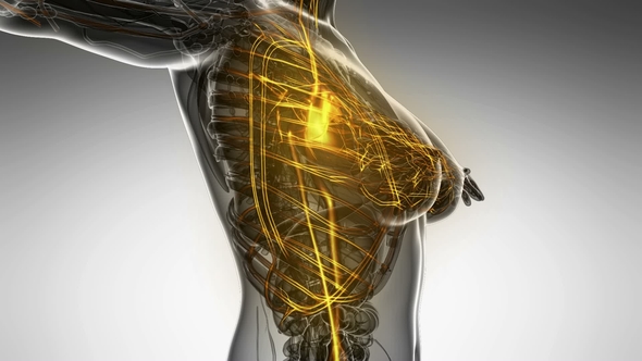 Human Body with Glow Blood Vessels - Download Videohive 22008023