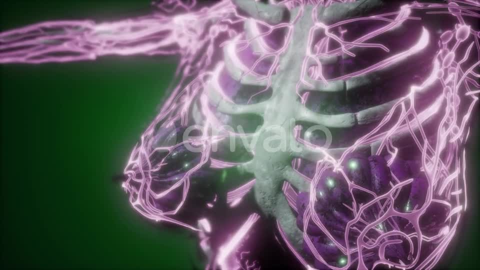 Human Body with Glow Blood Vessels - Download Videohive 22008172