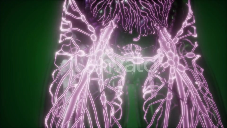 Human Body with Glow Blood Vessels - Download Videohive 22008172