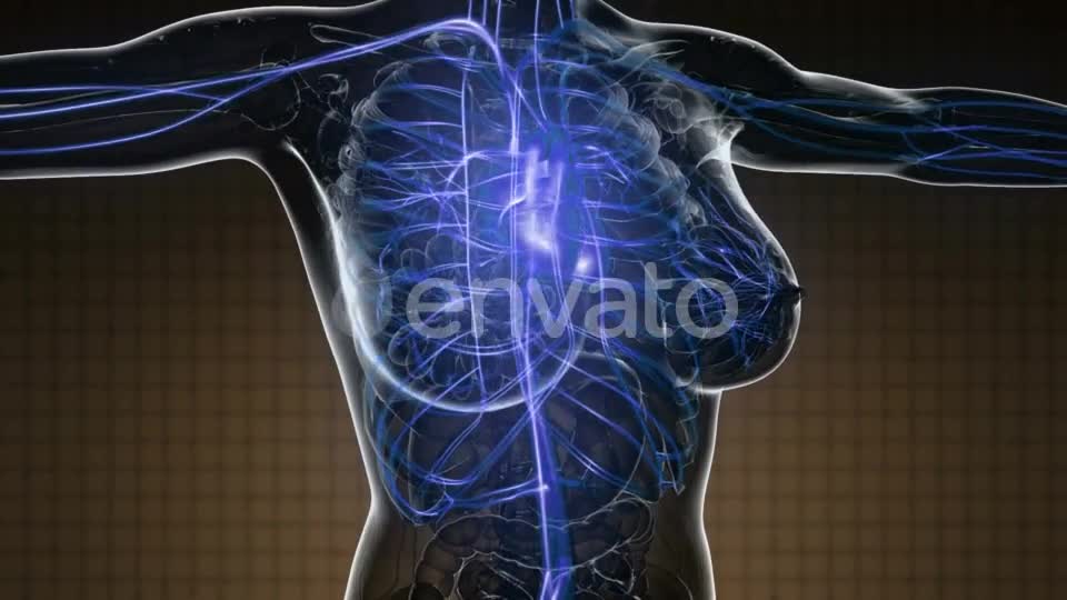 Human Body with Glow Blood Vessels - Download Videohive 22008261