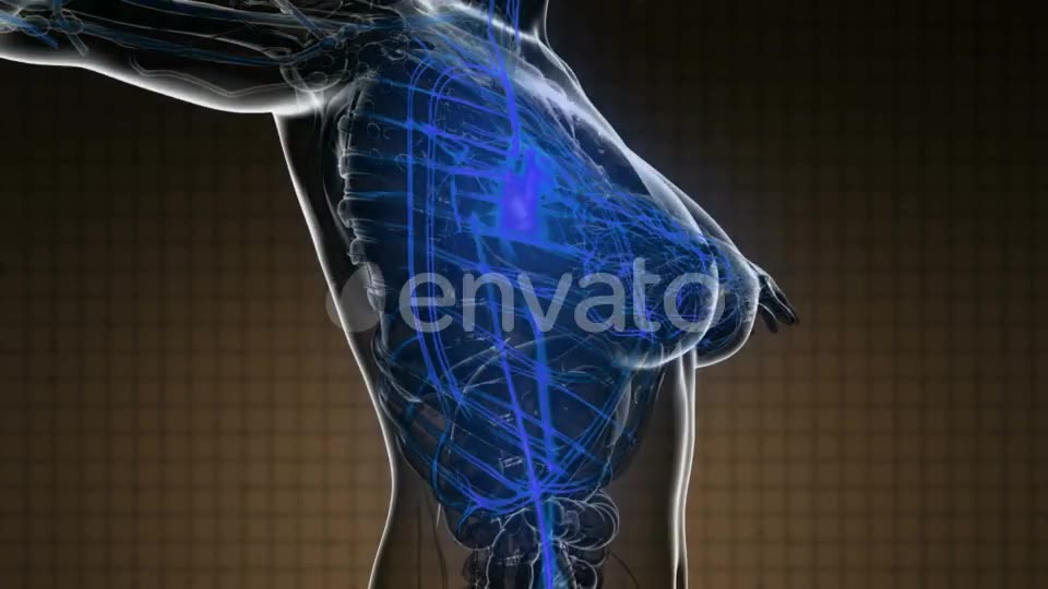 Human Body with Glow Blood Vessels - Download Videohive 22008261