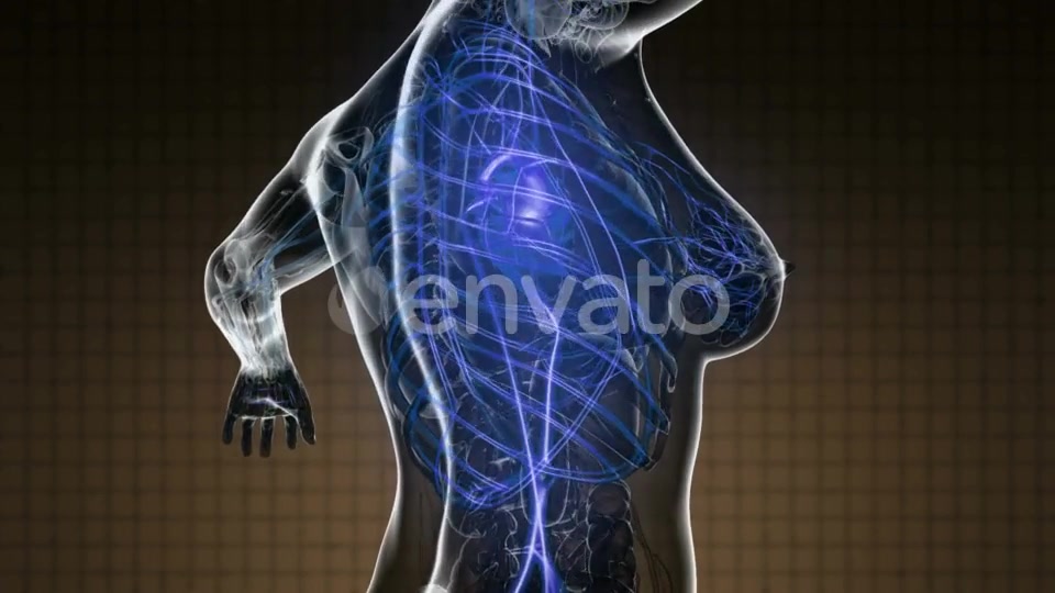 Human Body with Glow Blood Vessels - Download Videohive 22008261