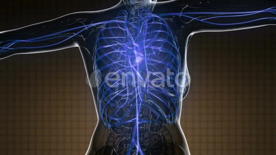 Human Body with Glow Blood Vessels - Download Videohive 22008261