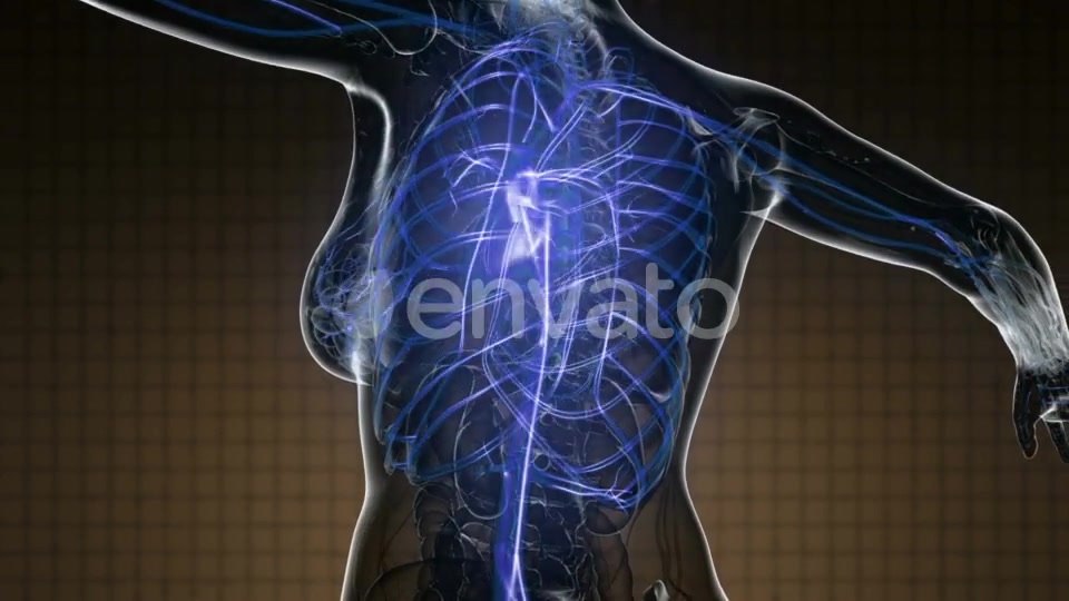 Human Body with Glow Blood Vessels - Download Videohive 22008261