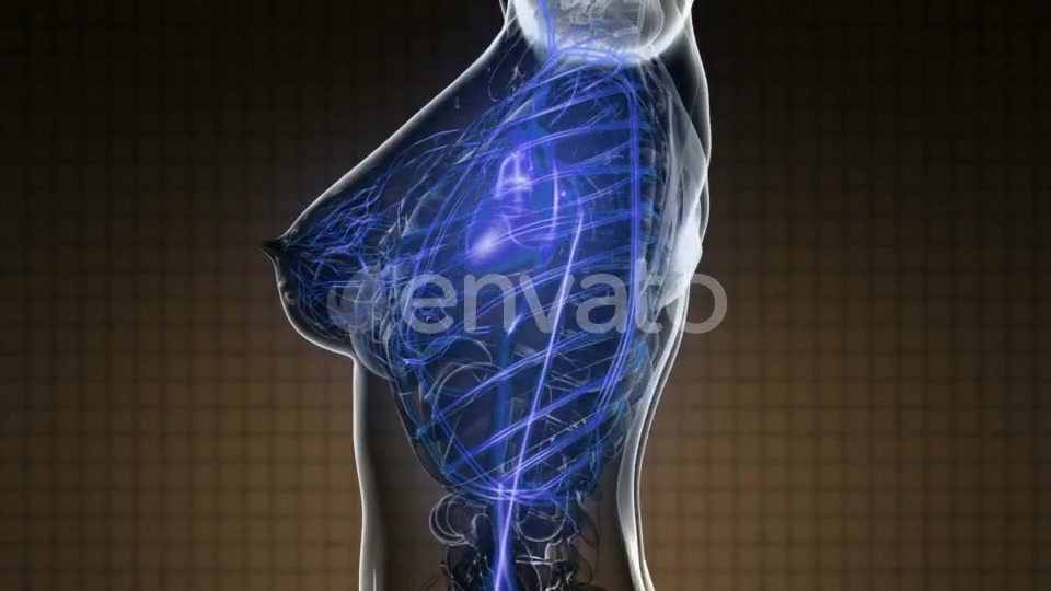 Human Body with Glow Blood Vessels - Download Videohive 22008261