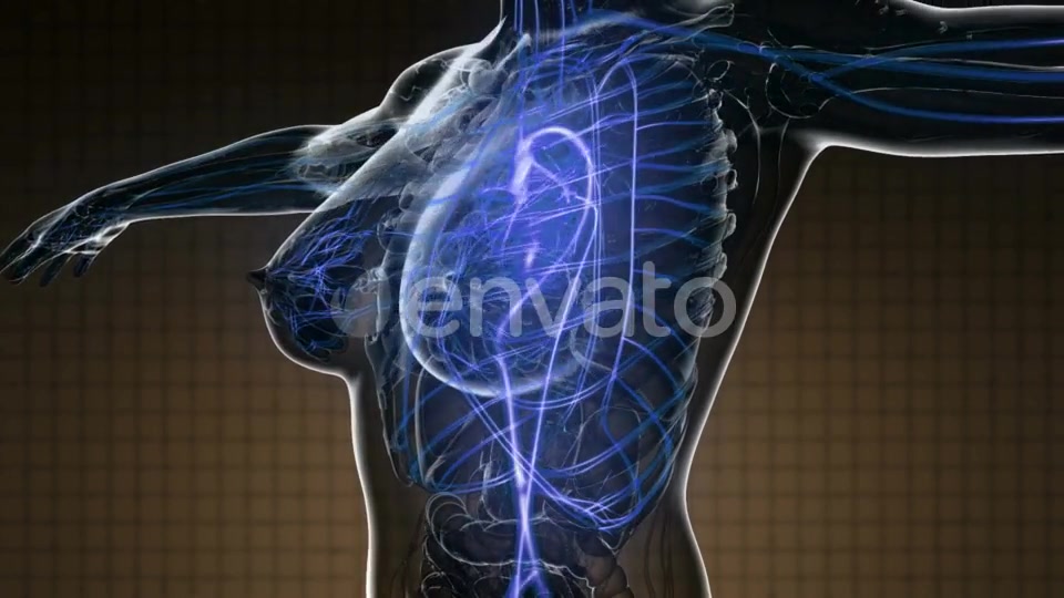 Human Body with Glow Blood Vessels - Download Videohive 22008261