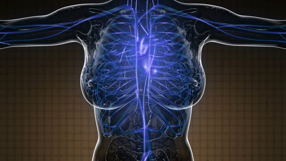 Human Body with Glow Blood Vessels - Download Videohive 22008261