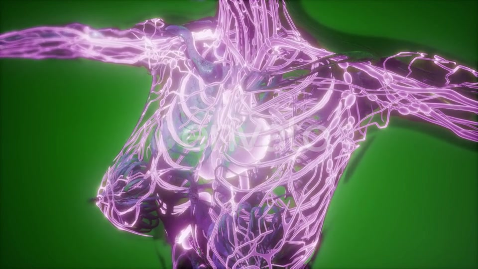 Human Body with Glow Blood Vessels - Download Videohive 22134446