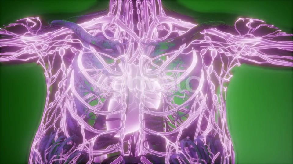 Human Body with Glow Blood Vessels - Download Videohive 22134446
