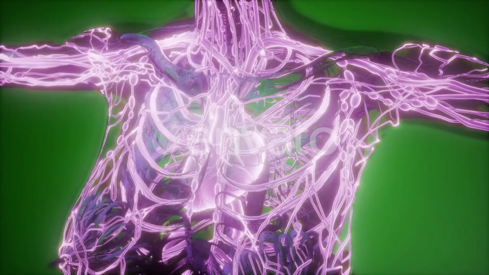 Human Body with Glow Blood Vessels - Download Videohive 22134446