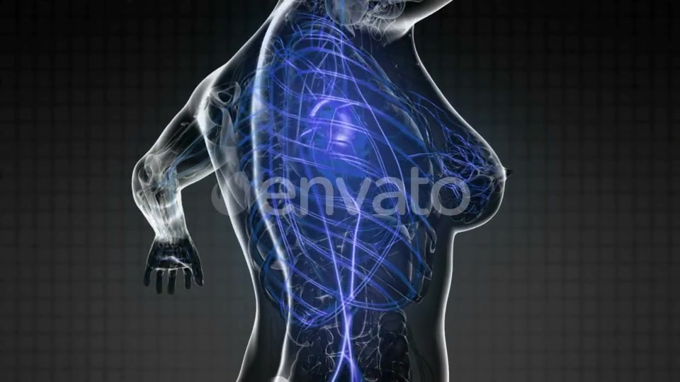 Human Body with Glow Blood Vessels - Download Videohive 22134532