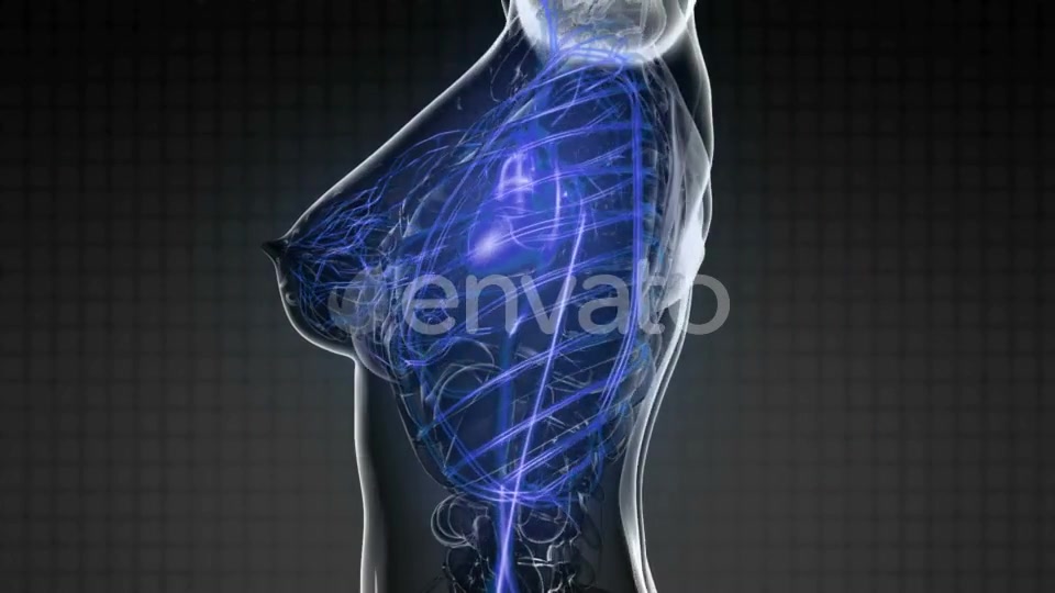 Human Body with Glow Blood Vessels - Download Videohive 22134532