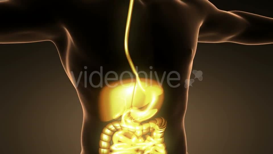 Human Body With Visible Digestive System - Download Videohive 18007266