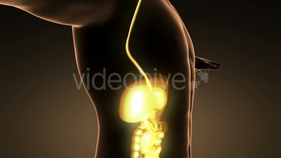 Human Body With Visible Digestive System - Download Videohive 18007266