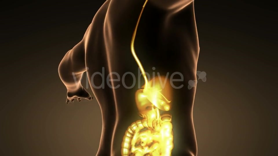 Human Body With Visible Digestive System - Download Videohive 18007266