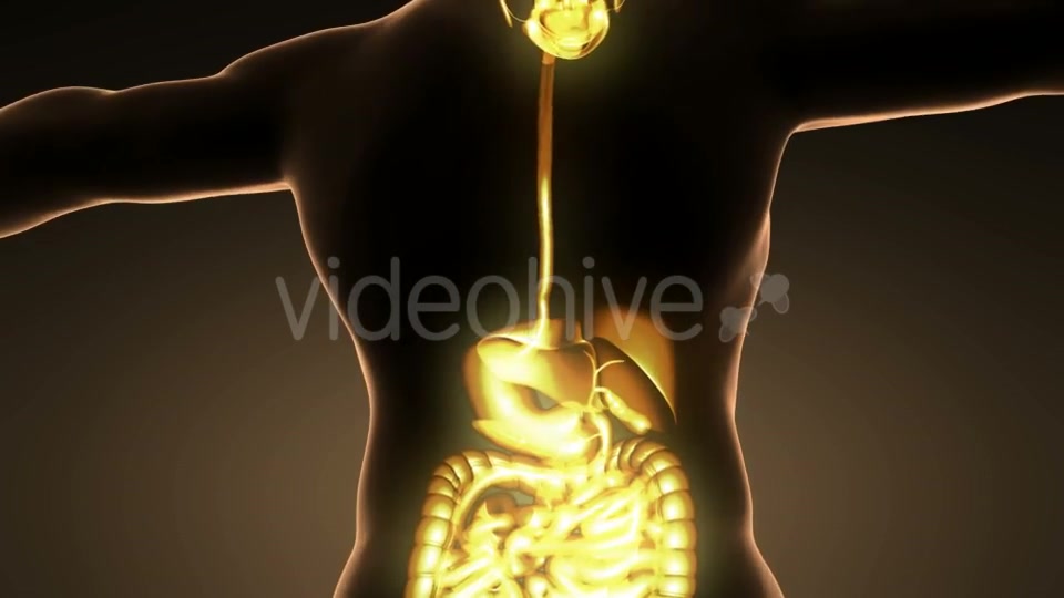 Human Body With Visible Digestive System - Download Videohive 18007266
