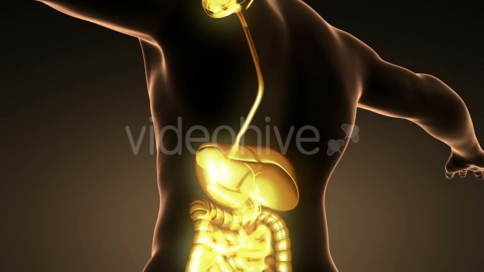 Human Body With Visible Digestive System - Download Videohive 18007266