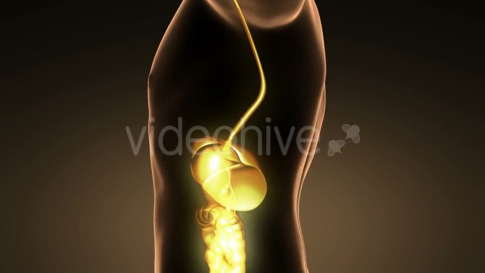 Human Body With Visible Digestive System - Download Videohive 18007266