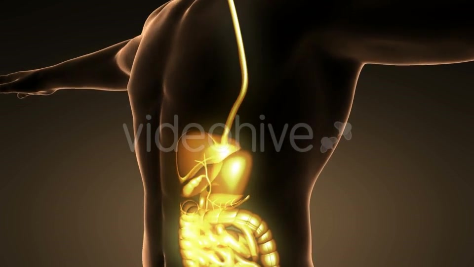 Human Body With Visible Digestive System - Download Videohive 18007266