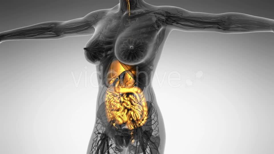 Human Body With Visible Digestive System - Download Videohive 18009292