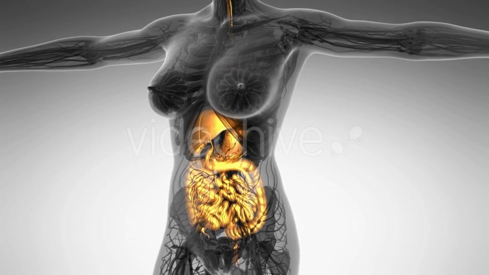 Human Body With Visible Digestive System - Download Videohive 18009292