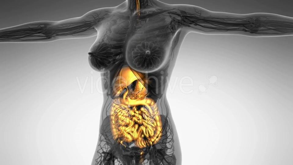 Human Body With Visible Digestive System - Download Videohive 18009292