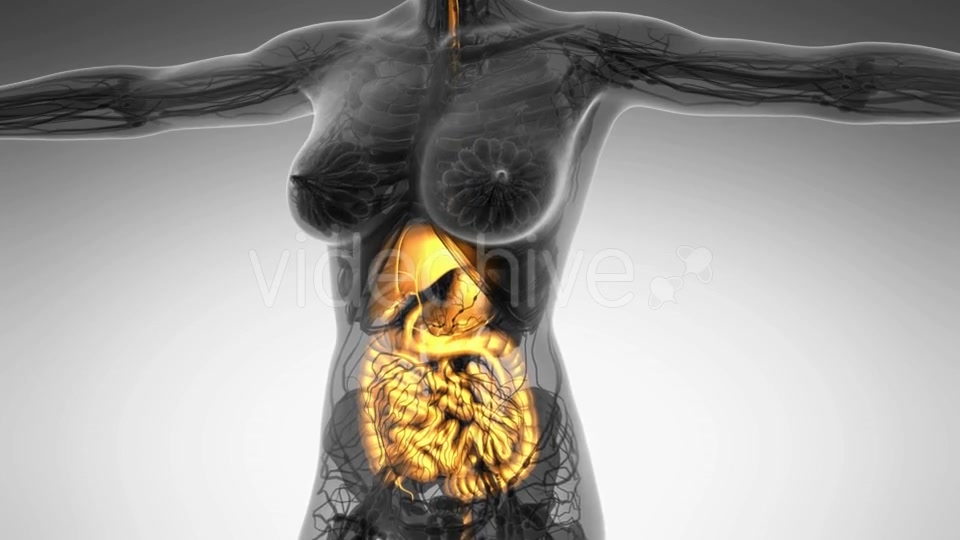 Human Body With Visible Digestive System - Download Videohive 18009292