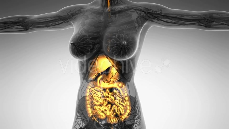 Human Body With Visible Digestive System - Download Videohive 18009292