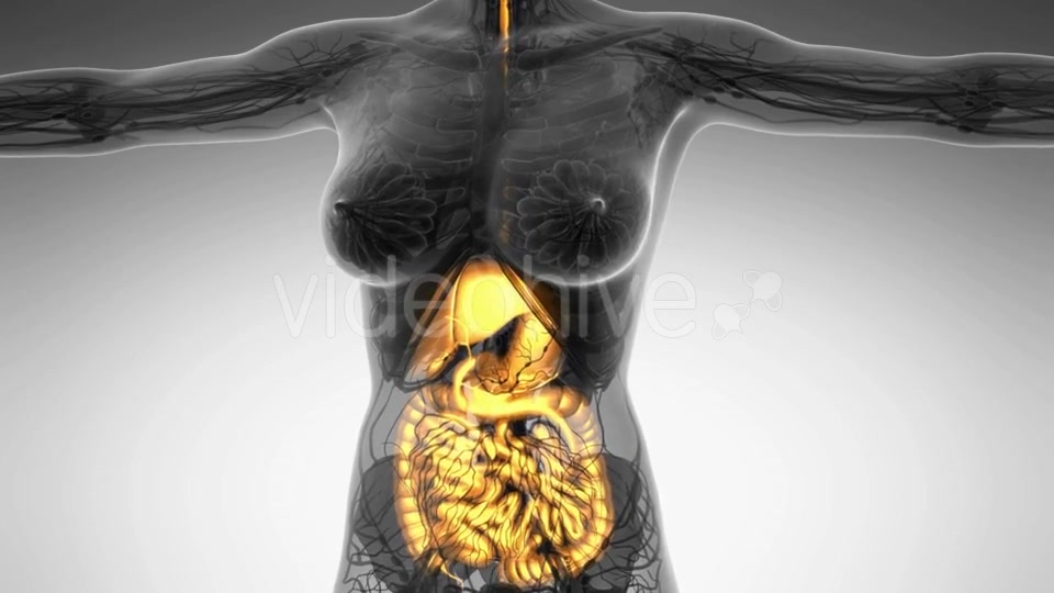 Human Body With Visible Digestive System - Download Videohive 18009292