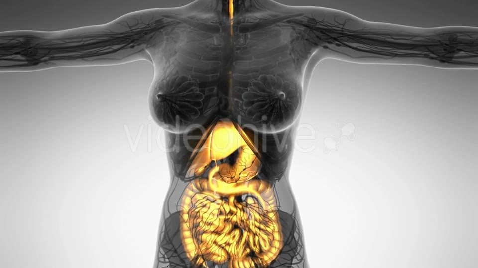 Human Body With Visible Digestive System - Download Videohive 18009292